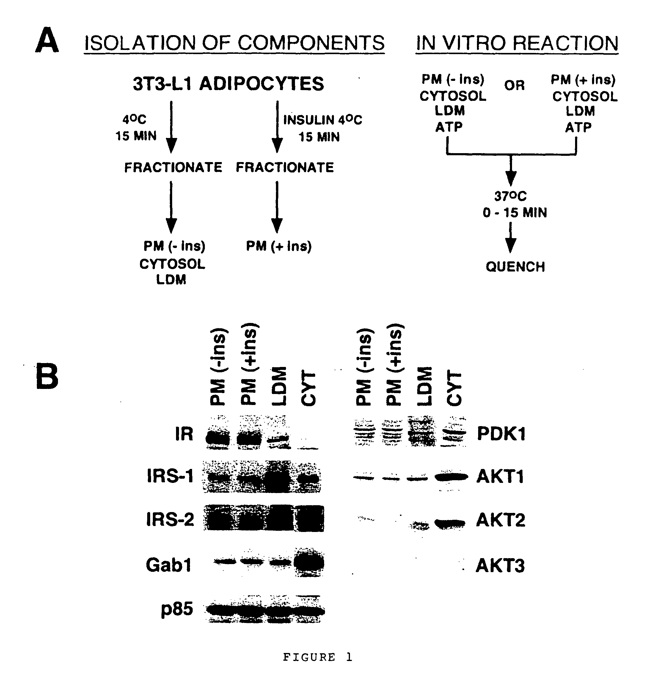 Cell-free assay for insulin signaling