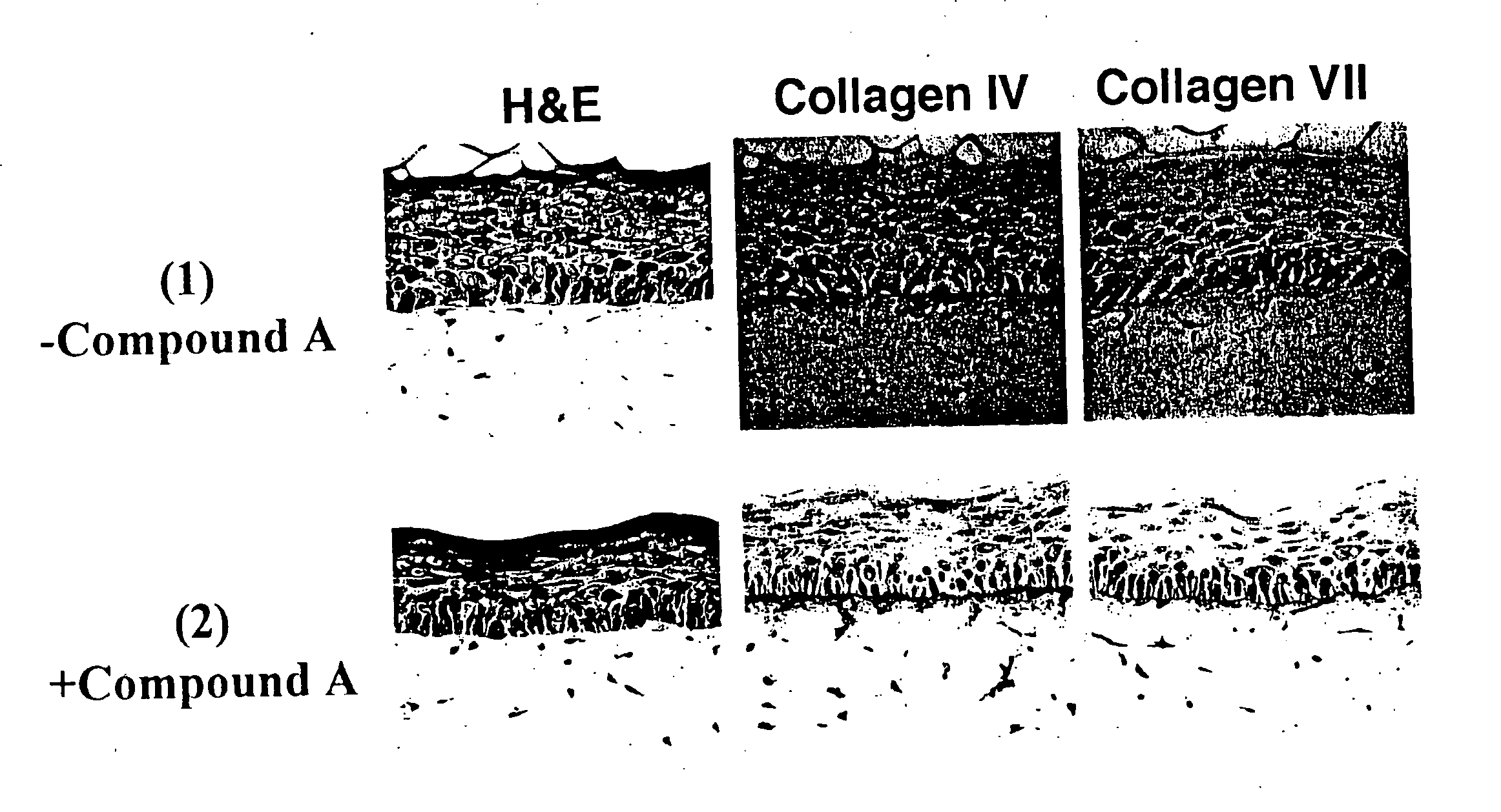 Skin vitalizing composition for external use anti-aging preparation