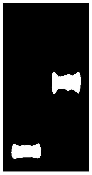 Preparation method for quantum dot-cardiac troponin I antibody immune complex, and preparation method for test strip