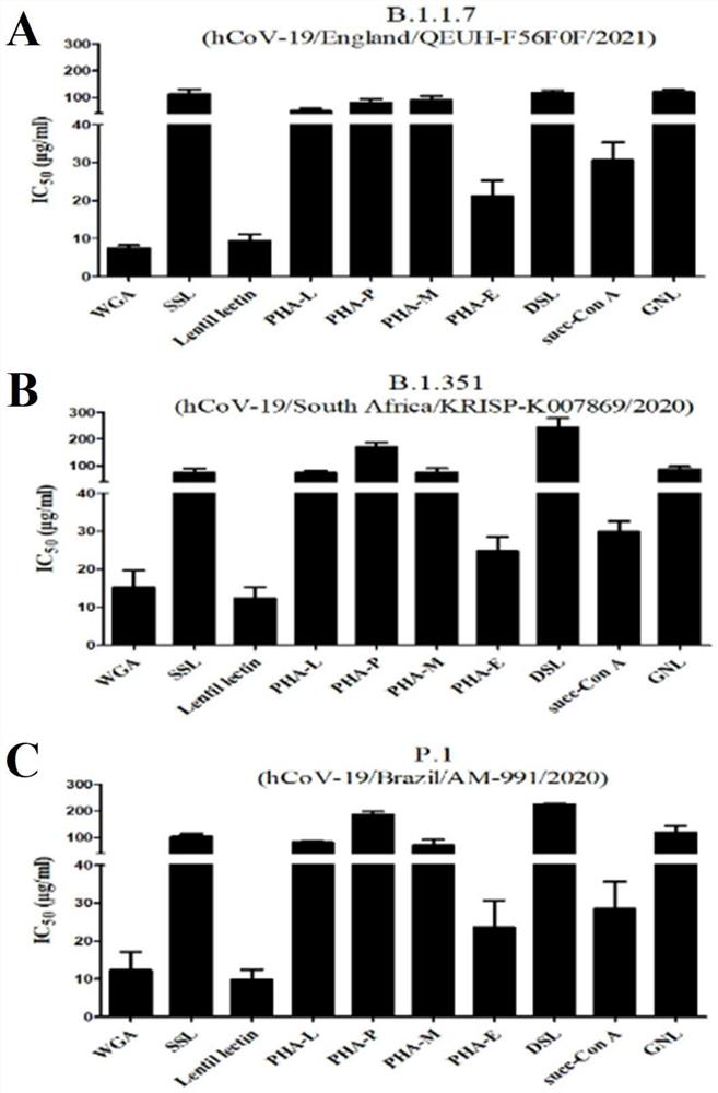 Application of wheat germ agglutinin in the preparation of products for inhibiting coronavirus