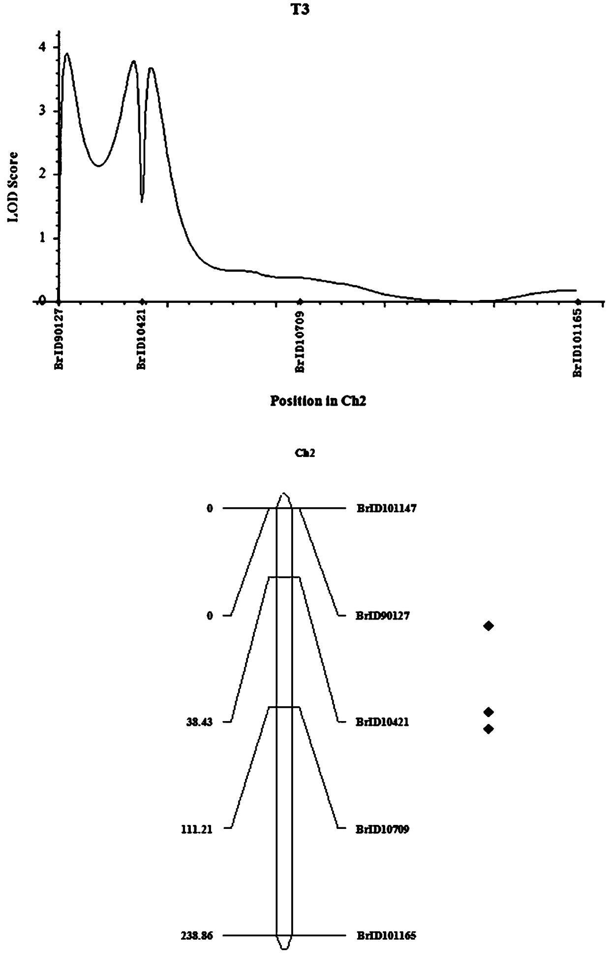 Molecular Marker and QTL Mapping of Cat Enzyme in Strong Winter Brassica napus