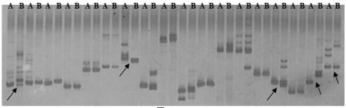 Molecular Marker and QTL Mapping of Cat Enzyme in Strong Winter Brassica napus