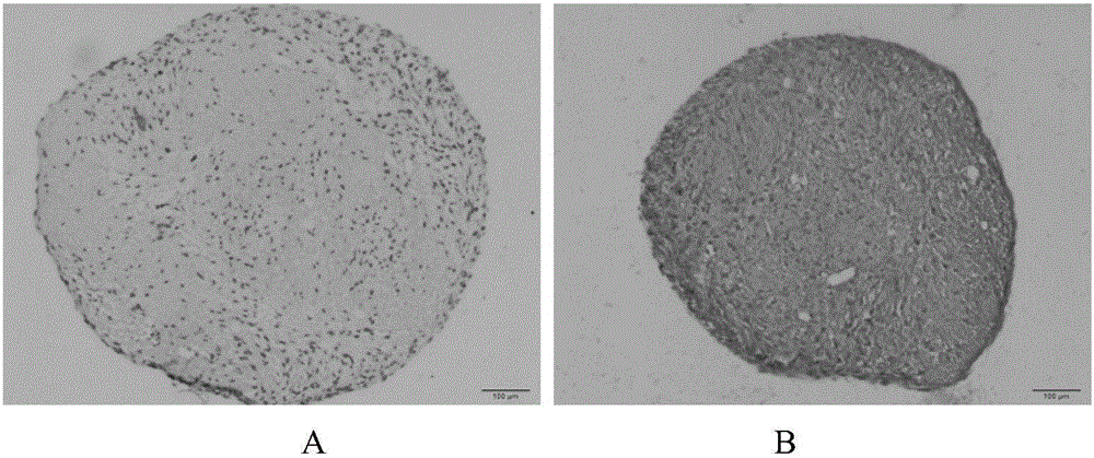 Tissue engineered bone based on endochondral osteogenesis system and its construction method