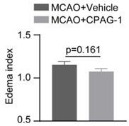 Application of CPAG-1 in preparation of ischemic brain injury neuroprotective agent medicine