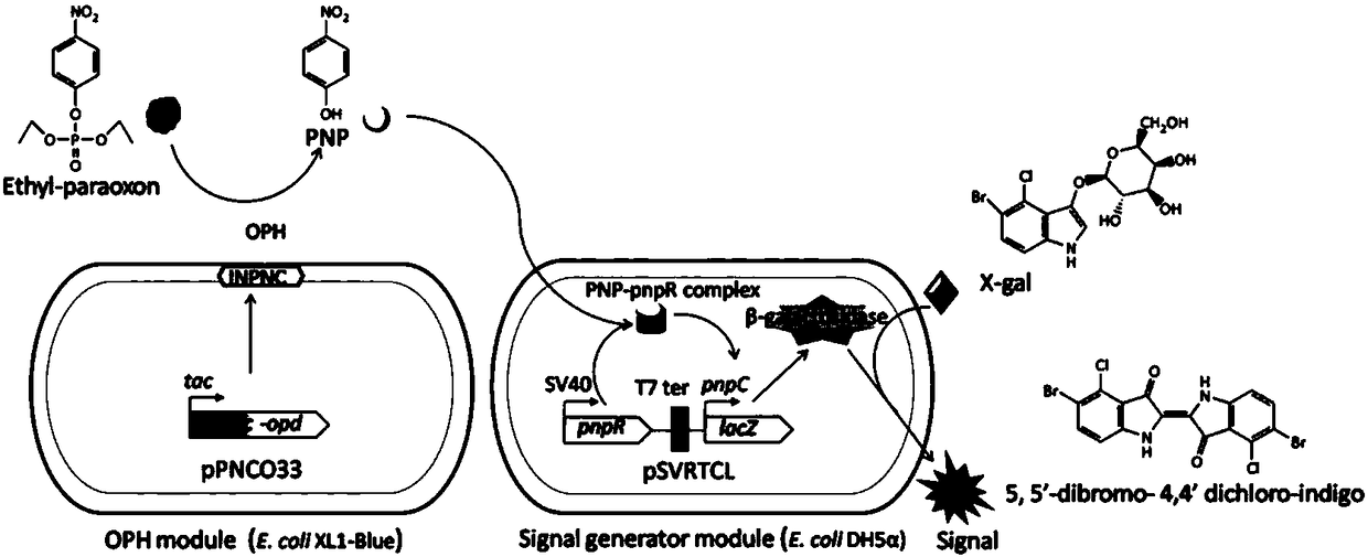 Method for detecting organophosphorus pesticide by flora-based sensing system