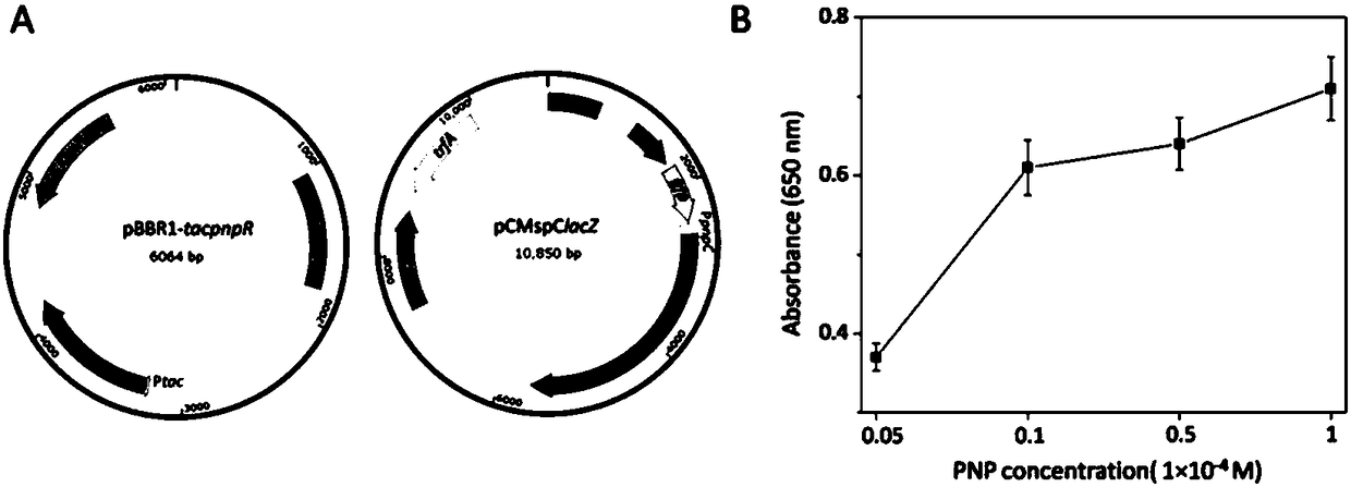 Method for detecting organophosphorus pesticide by flora-based sensing system