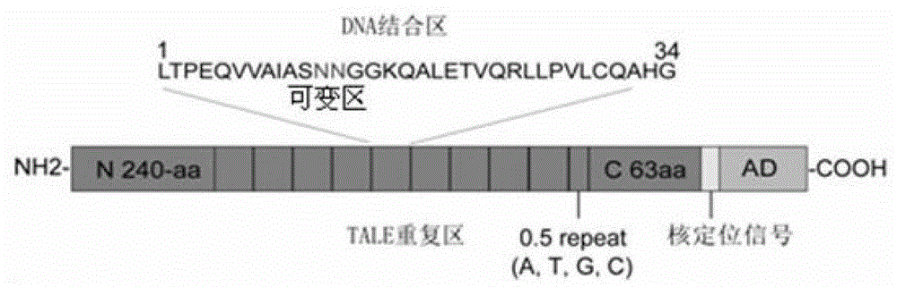 Efficient assembling method of transcription activator-like effectors (TALE) repeating region for editing silkworm genome and framework carrier thereof