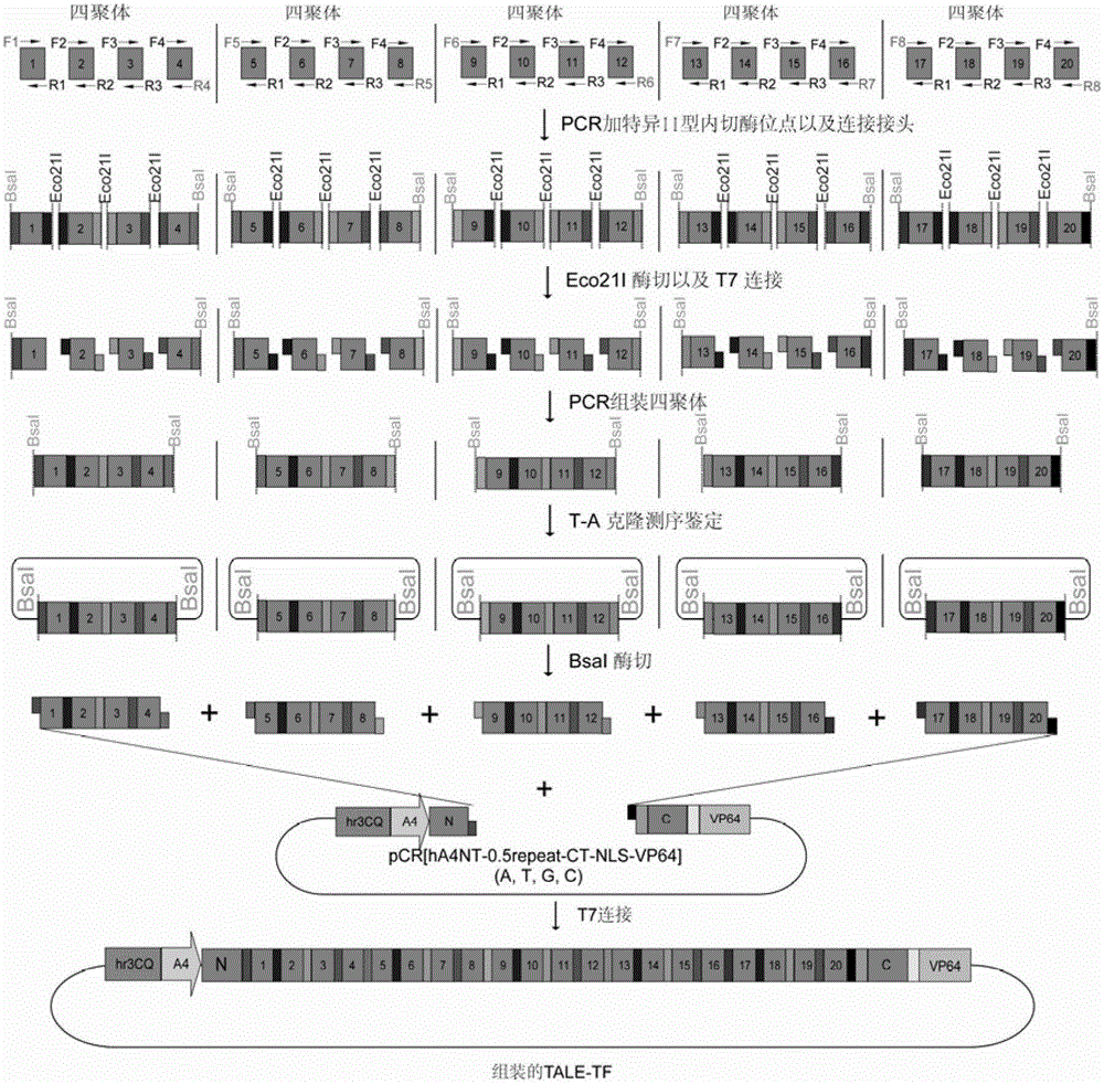 Efficient assembling method of transcription activator-like effectors (TALE) repeating region for editing silkworm genome and framework carrier thereof