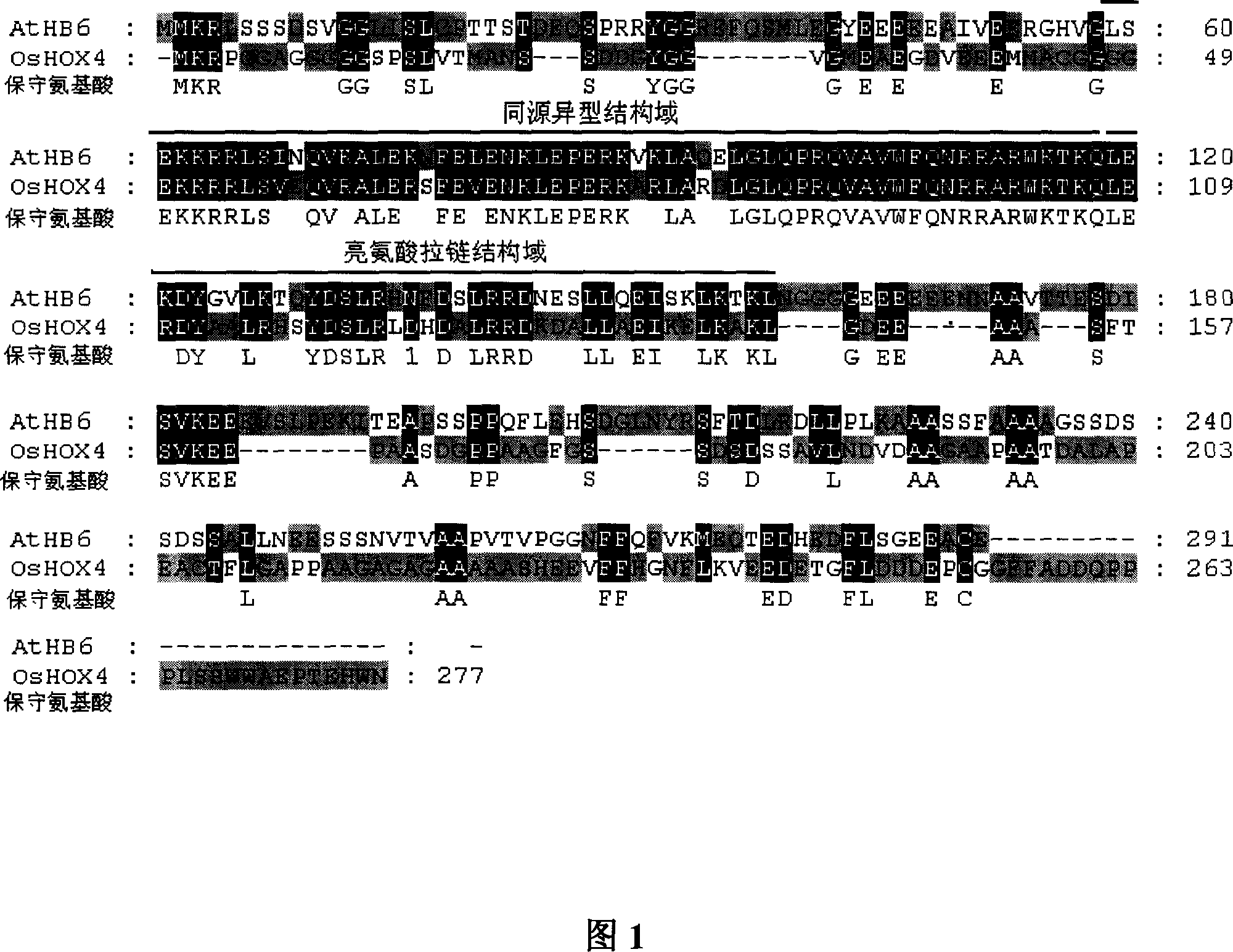 Transcription factor gene OsHOX4 for controlling synthesis of rice gibberellin and use thereof