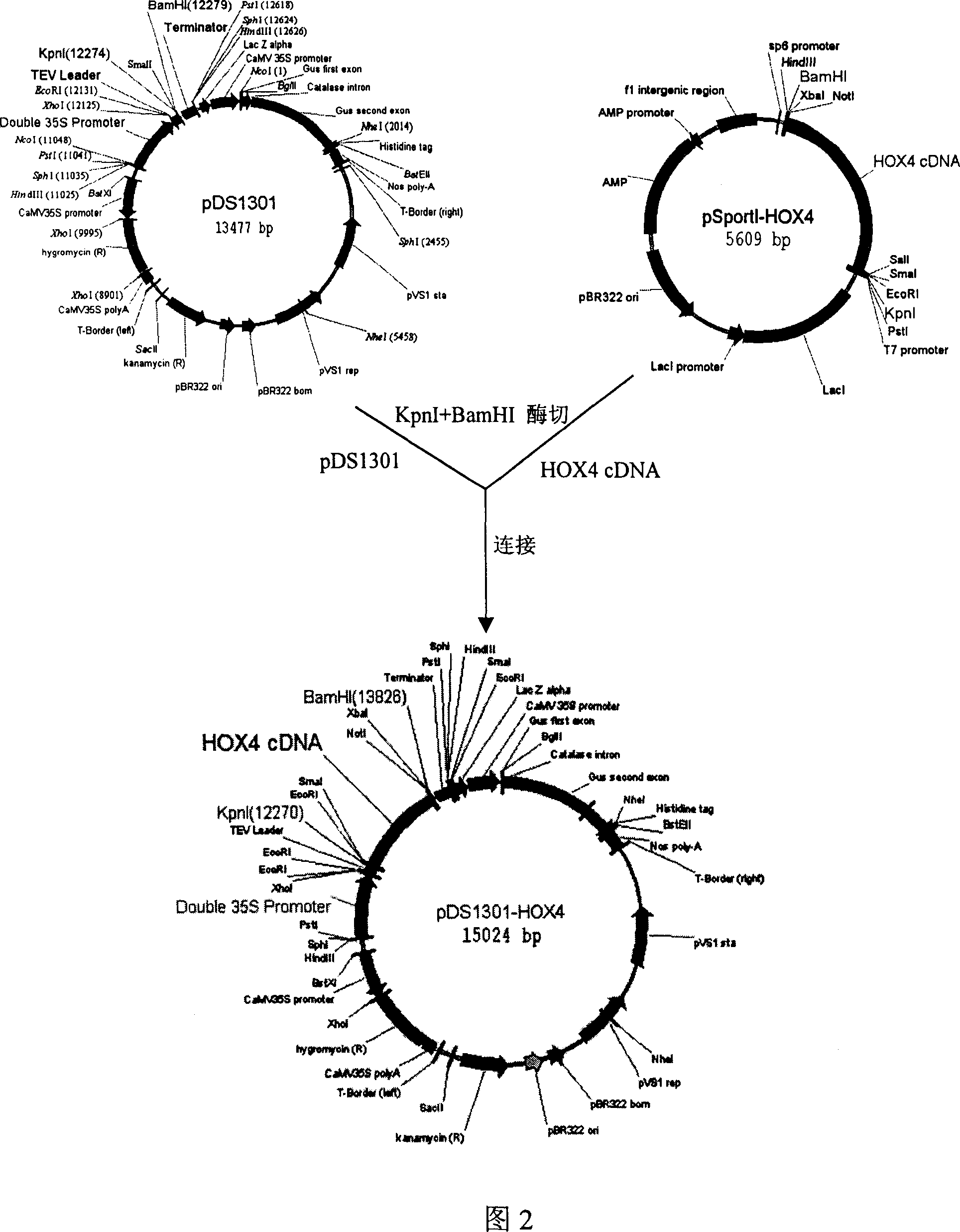 Transcription factor gene OsHOX4 for controlling synthesis of rice gibberellin and use thereof