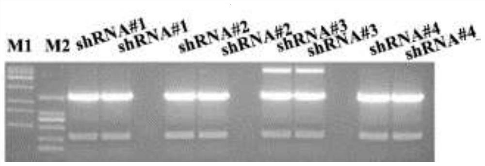 Nucleotide sequence for reducing uricase gene expression and application