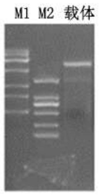 Nucleotide sequence for reducing uricase gene expression and application