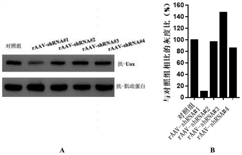 Nucleotide sequence for reducing uricase gene expression and application