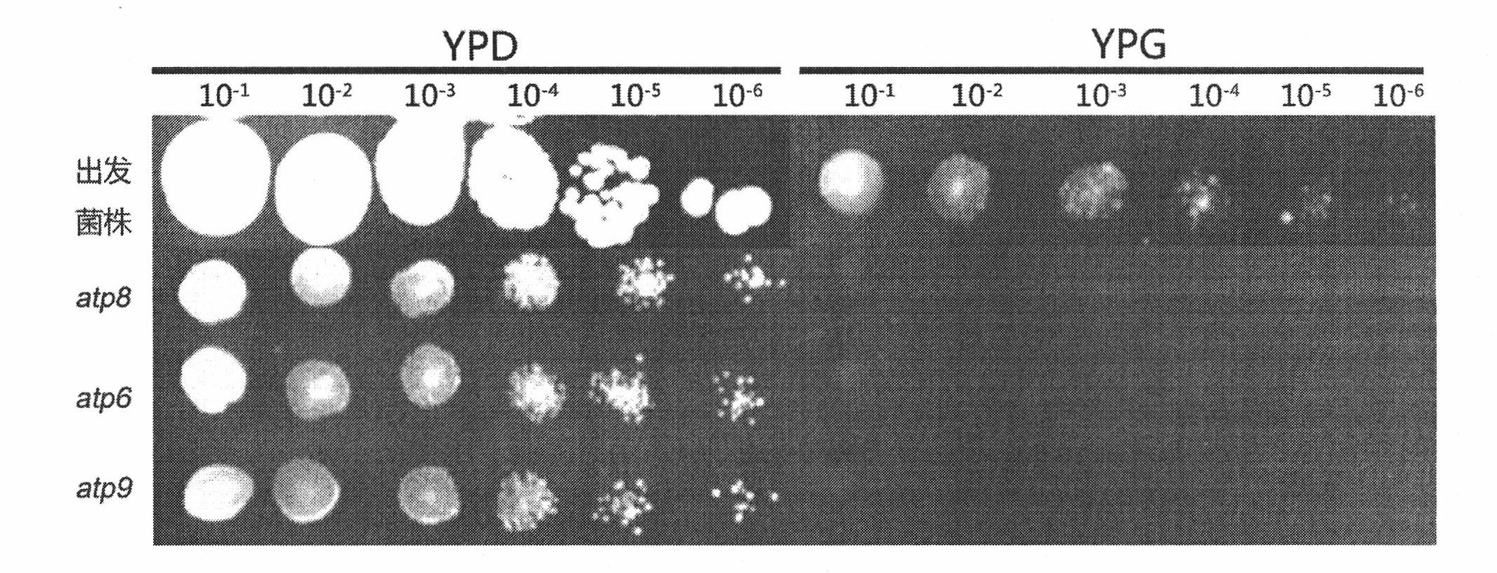 Method for knocking out torulopsis glabrata mitochondrion gene