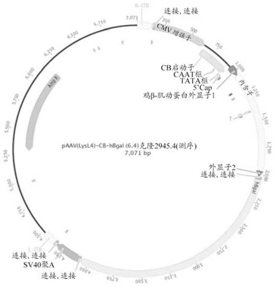 Raav vectors for the treatment of gm1 and gm2 gangliosidosis