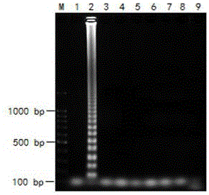 LAMP detection primer for Nosema ceranae and detection kit employing LAMP detection primer