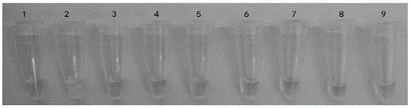 LAMP detection primer for Nosema ceranae and detection kit employing LAMP detection primer