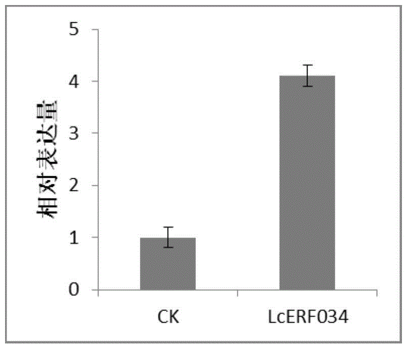 Anti-stress-related transcription factors of japonicus japonicus and their coding genes and applications