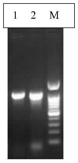 Anti-stress-related transcription factors of japonicus japonicus and their coding genes and applications