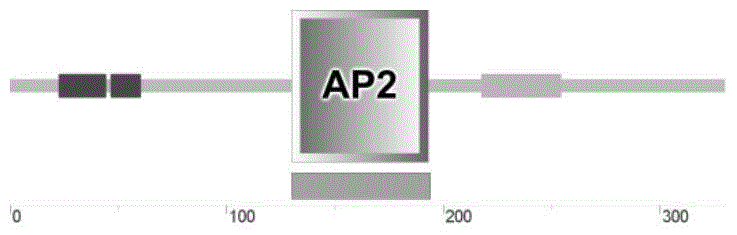 Anti-stress-related transcription factors of japonicus japonicus and their coding genes and applications