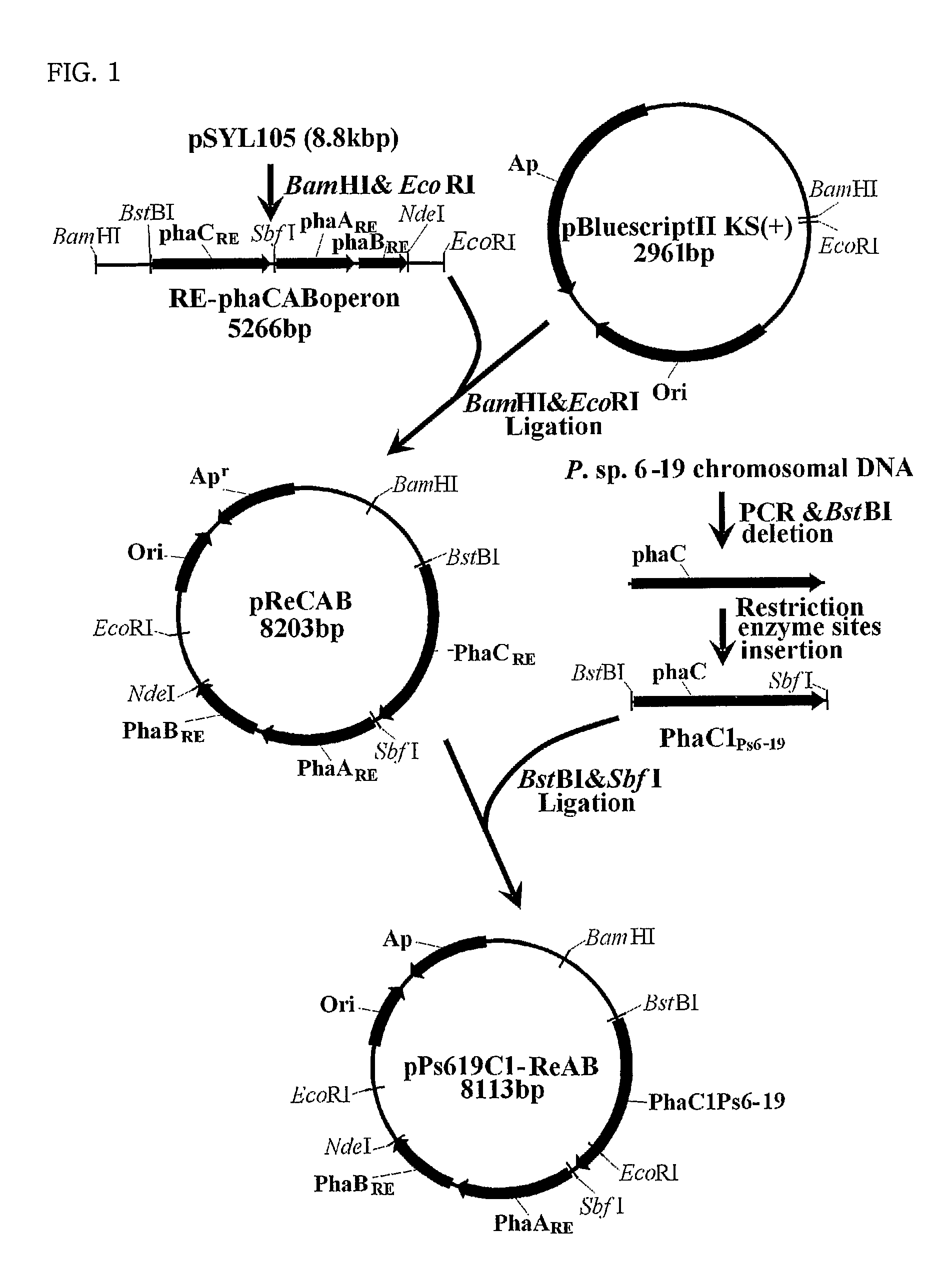 Mutants of PHA synthase from Pseudomonas sp. 6-19 and method for preparing lactate homopolymer or copolymer using the same