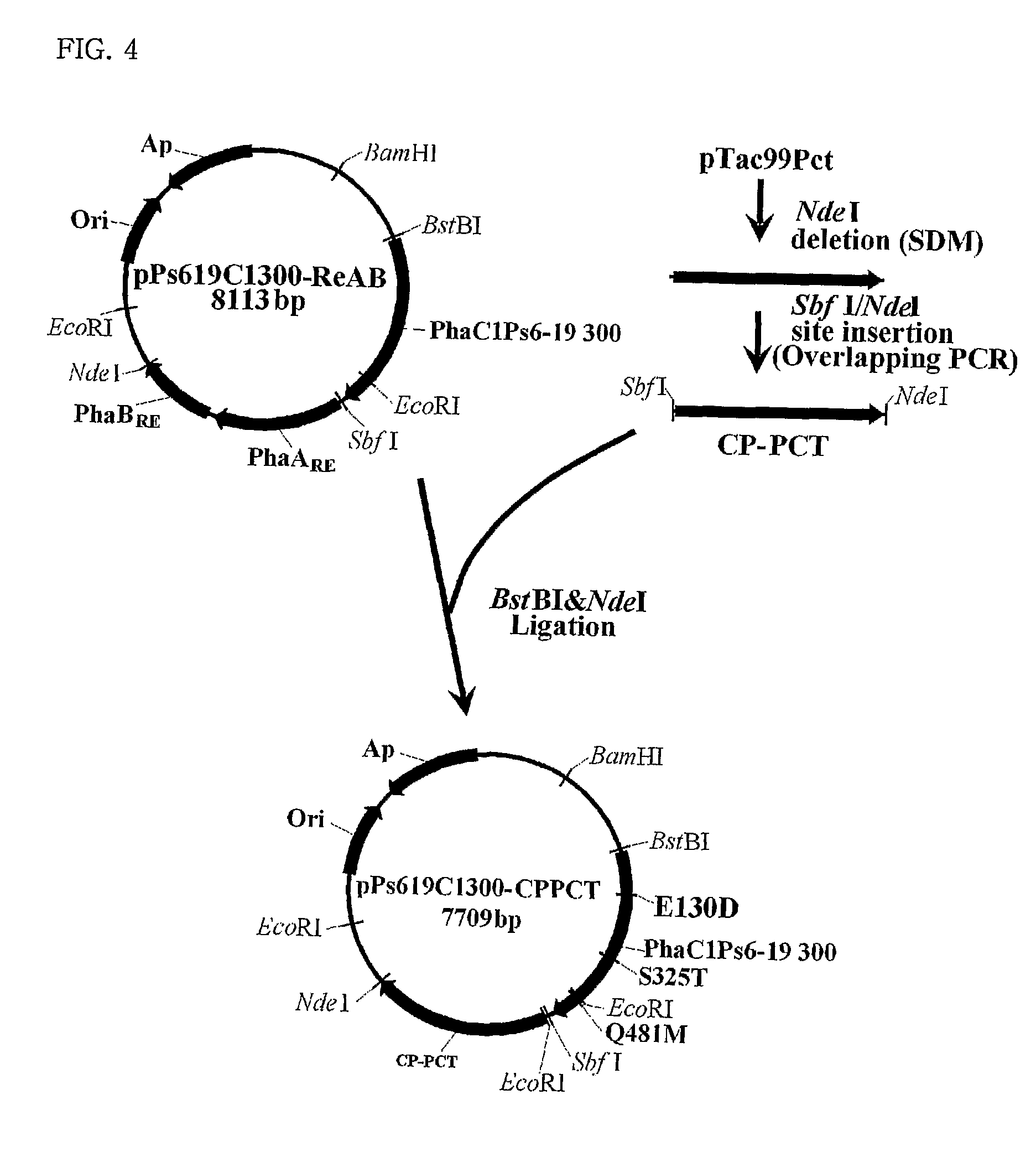 Mutants of PHA synthase from Pseudomonas sp. 6-19 and method for preparing lactate homopolymer or copolymer using the same