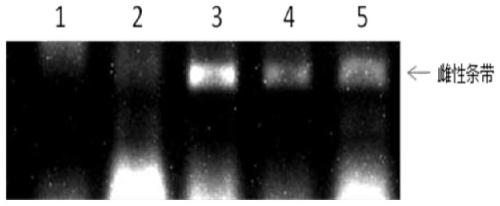 Primer, kit and method for rapid identification of pigeon gender