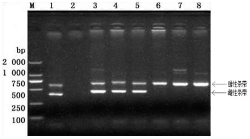 Primer, kit and method for rapid identification of pigeon gender