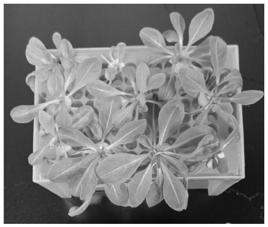 Nutrient solution for improving transplanting survival rate of kok-saghyz tissue culture seedlings and improving method