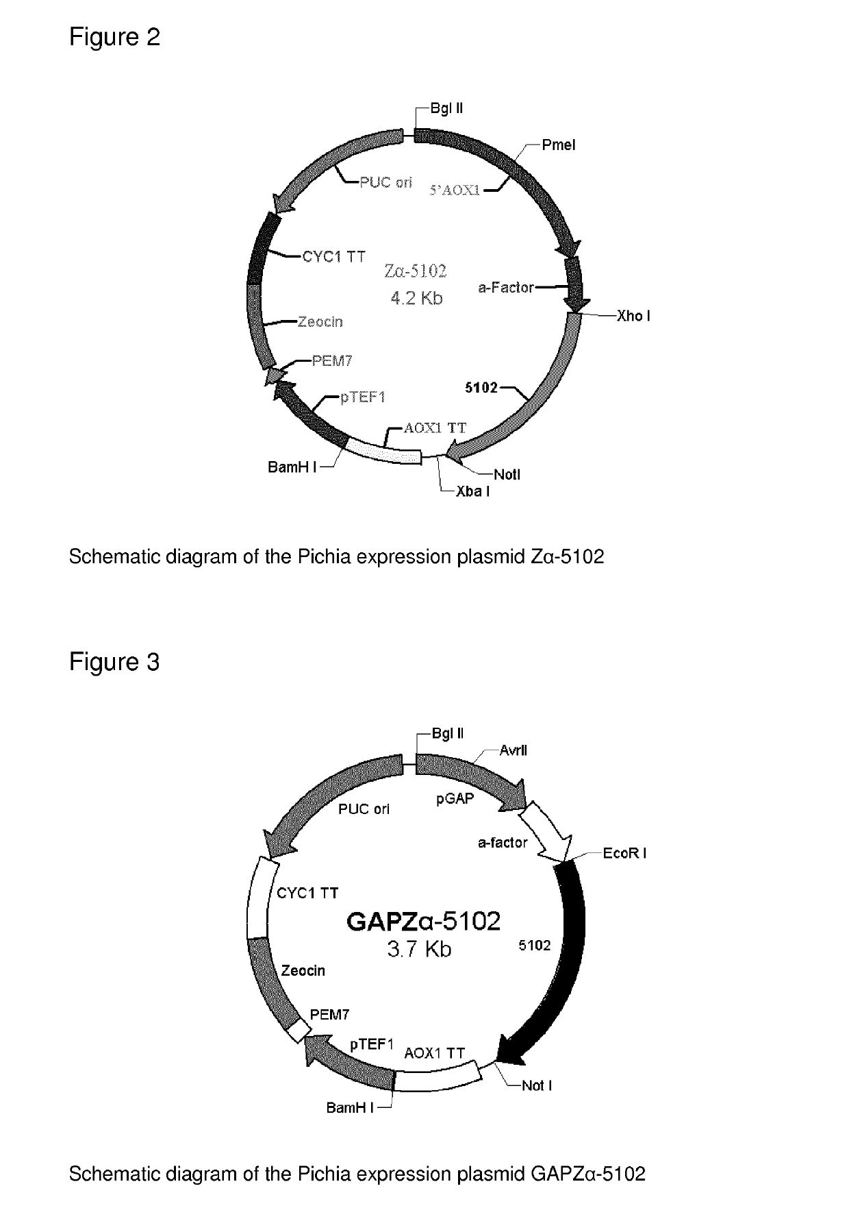 Methods of treatment using recombinant oxalate oxidase