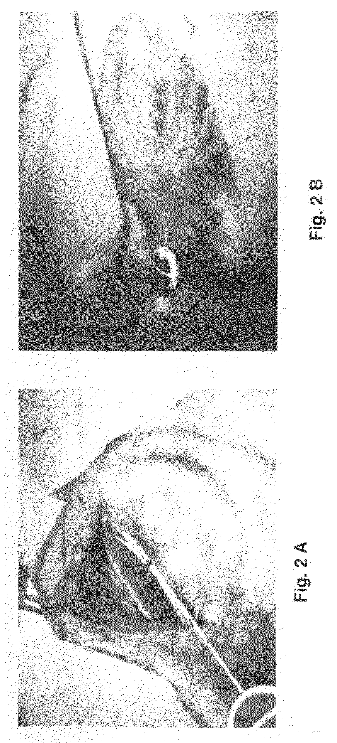 Model of experimentally induced chronic pain and uses thereof