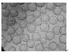 The method of ibdv serum-free microcarrier suspension culture proliferation