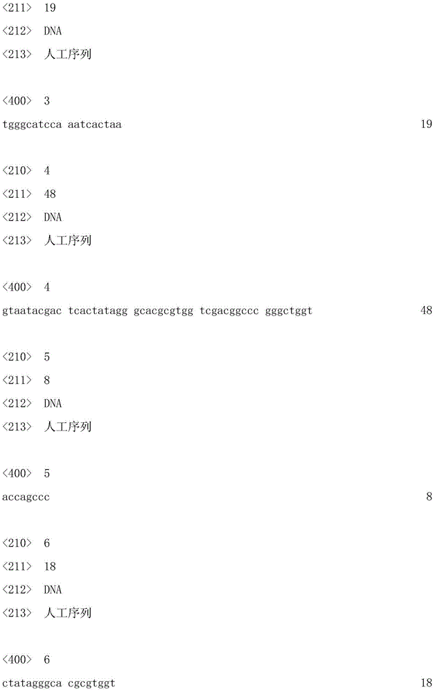 Red cone ssr5 marker, primer pair, preparation method and application thereof