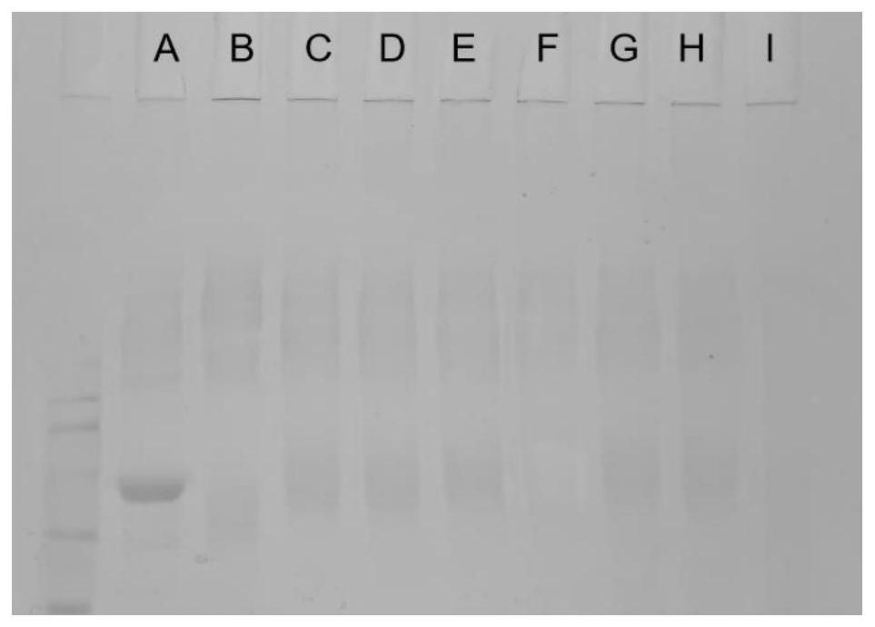 Monoclonal antibody drug oral nanogel and preparation method thereof