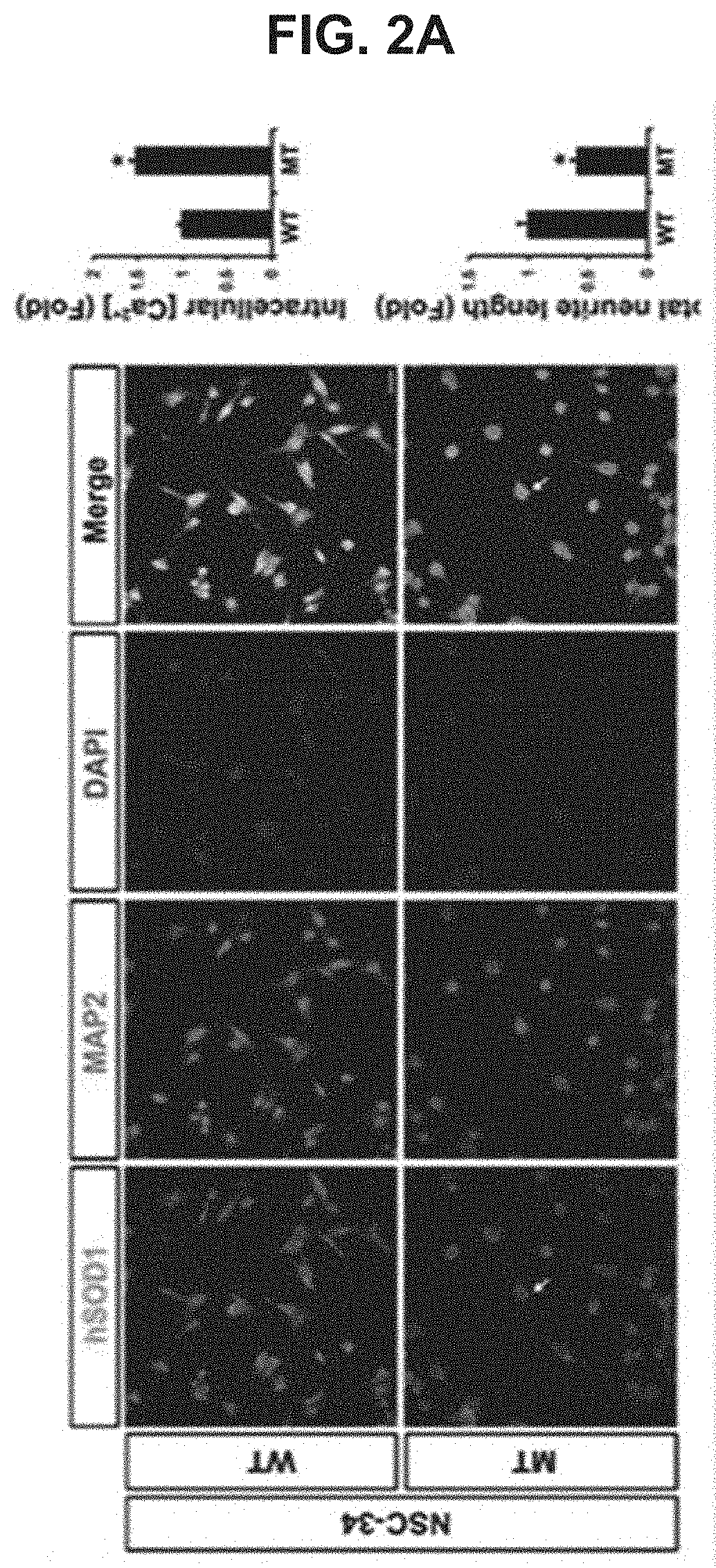 USE OF miR-18b FOR PREVENTION, TREATMENT, OR DIAGNOSIS OF MUSCLE DISEASE AND NEUROMUSCULAR DISEASE