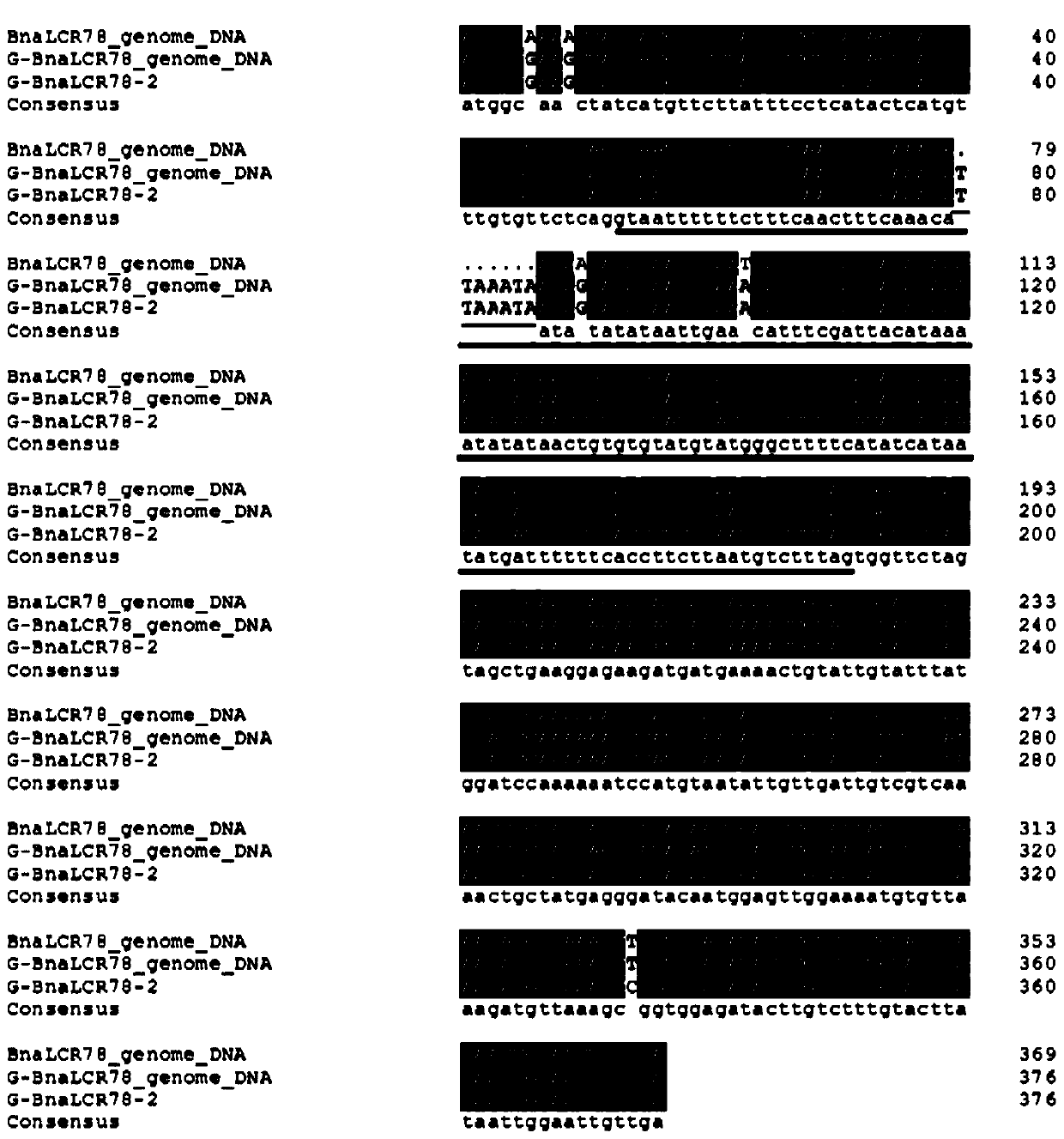 A method for determining high oleic acid content in Brassica napus based on bnalcr78 gene