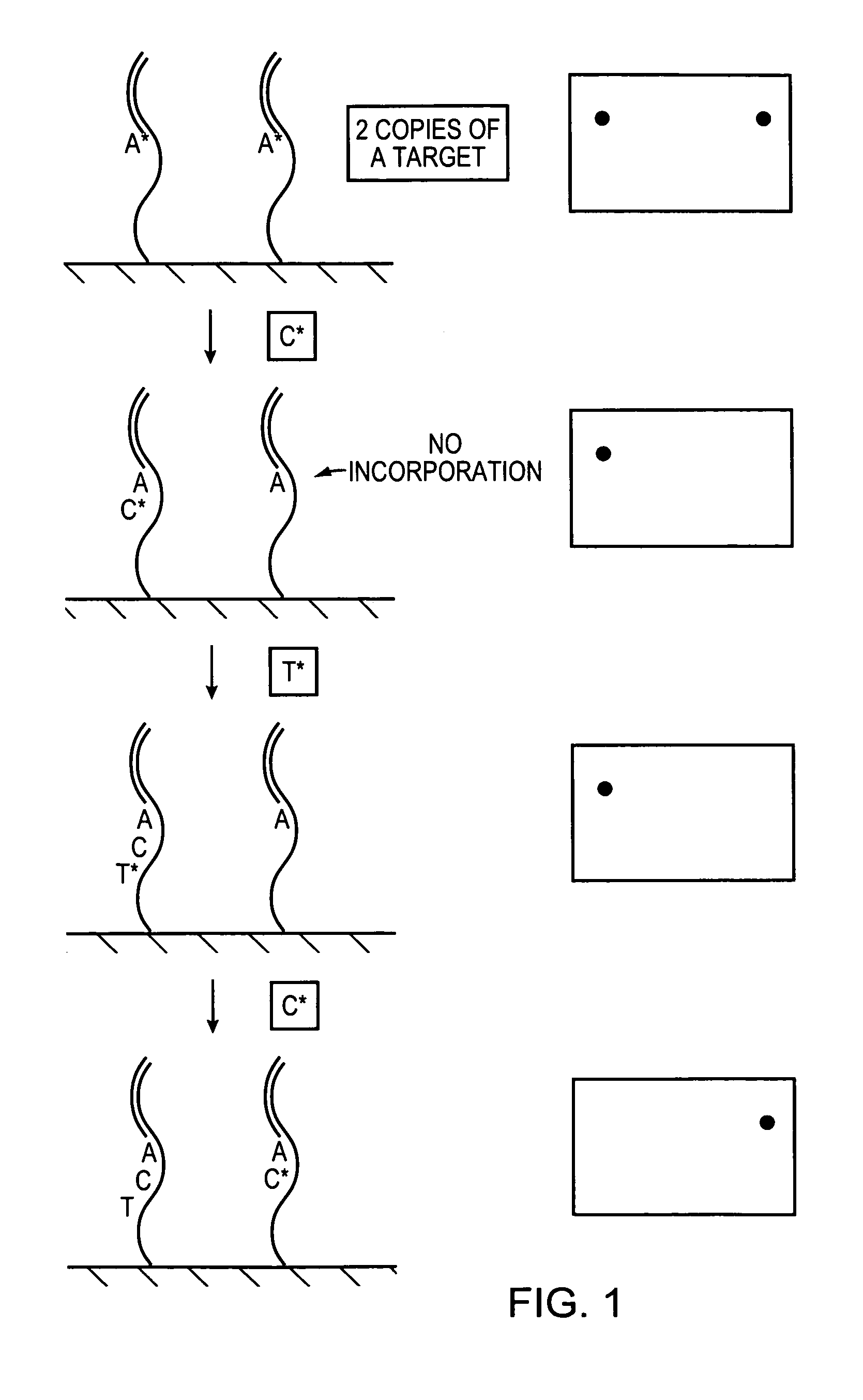 Methods and devices for nucleic acid sequence determination