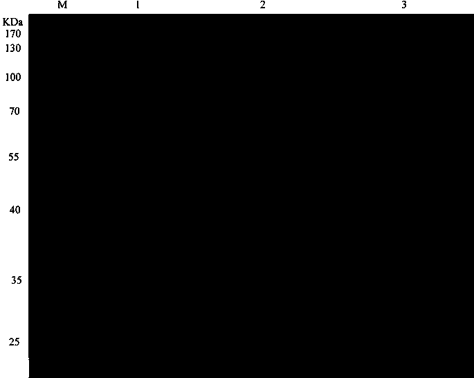 Genes and proteins for prosthetic group-free chloroperoxidase CPO822 and application of genes and proteins