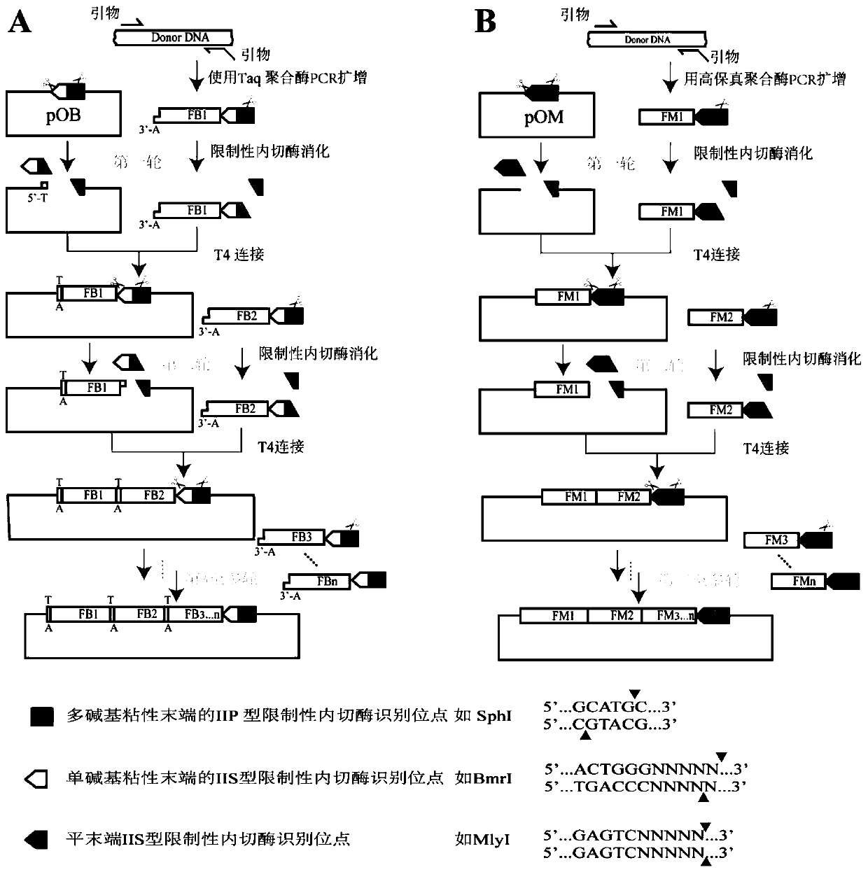 DNA assembly method and application thereof