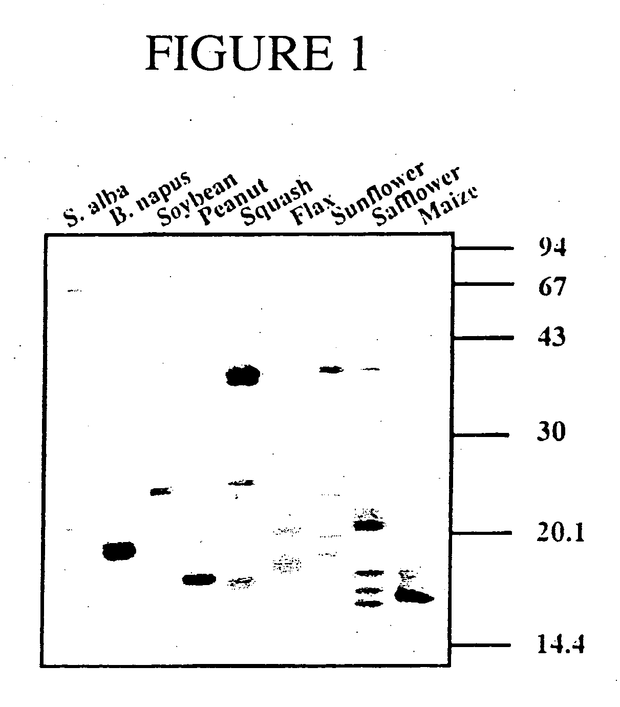 Immunogenic formulations comprising oil bodies