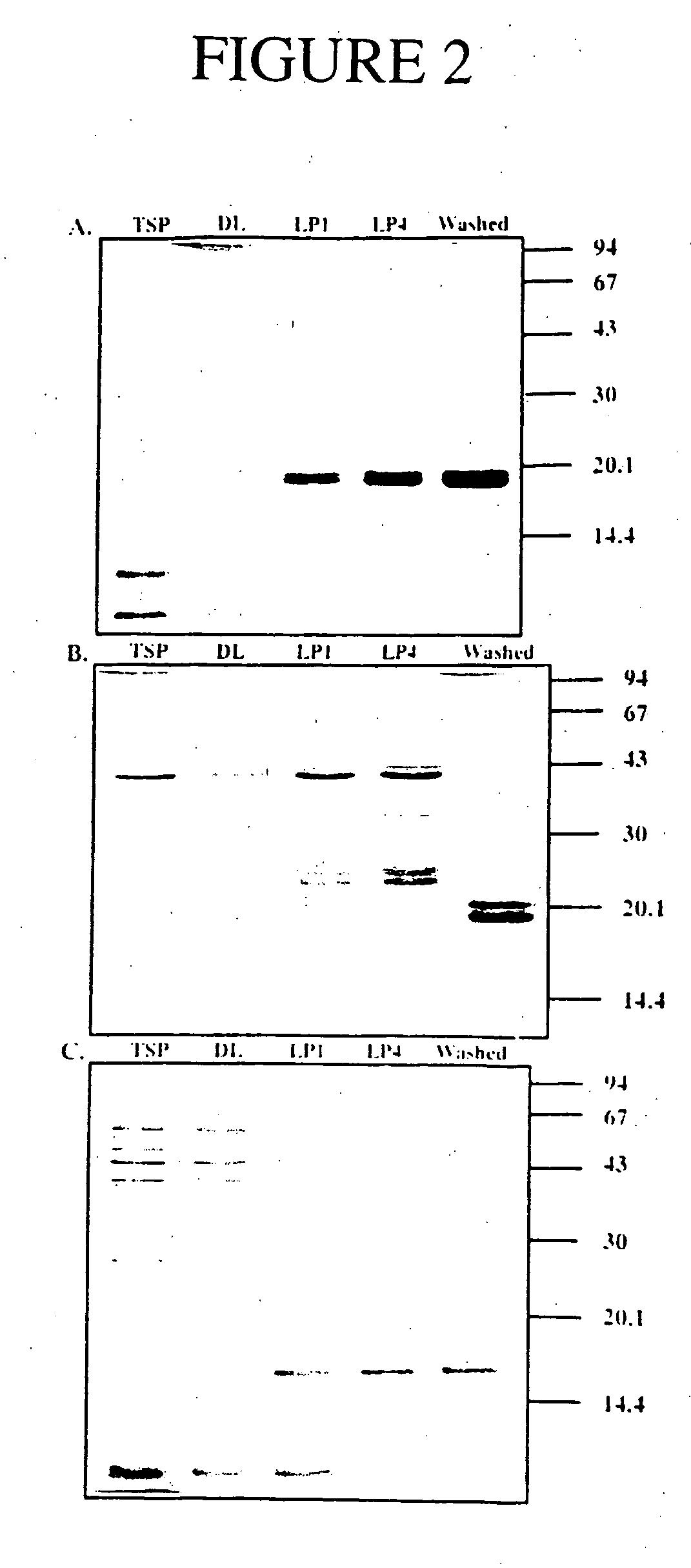 Immunogenic formulations comprising oil bodies