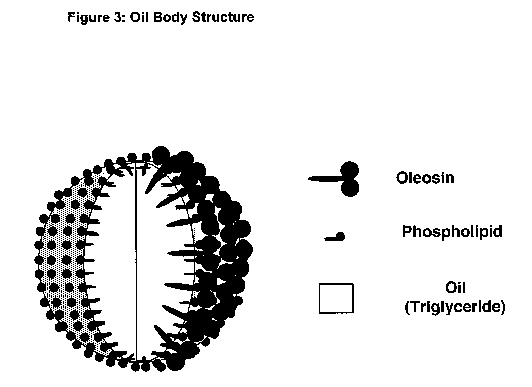 Immunogenic formulations comprising oil bodies