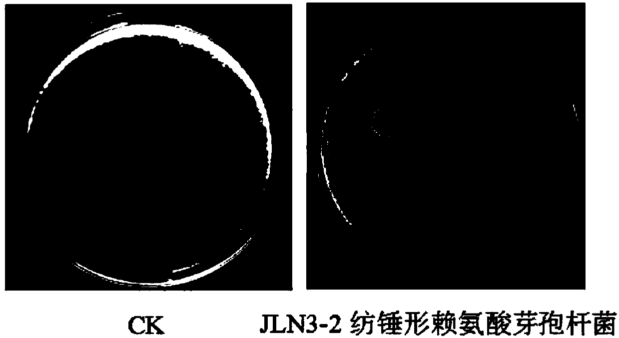 Lysinibacillus fusiformis for rhizoctonia solani prevention and treatment