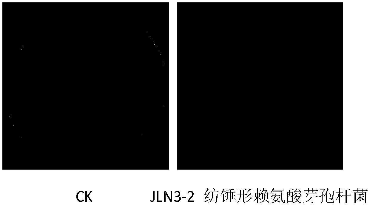 Lysinibacillus fusiformis for rhizoctonia solani prevention and treatment