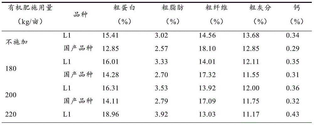 Organic cultivation method for rumex