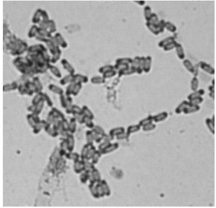 Bacillus amyloliquefaciens JK6 and biological fertilizer and application