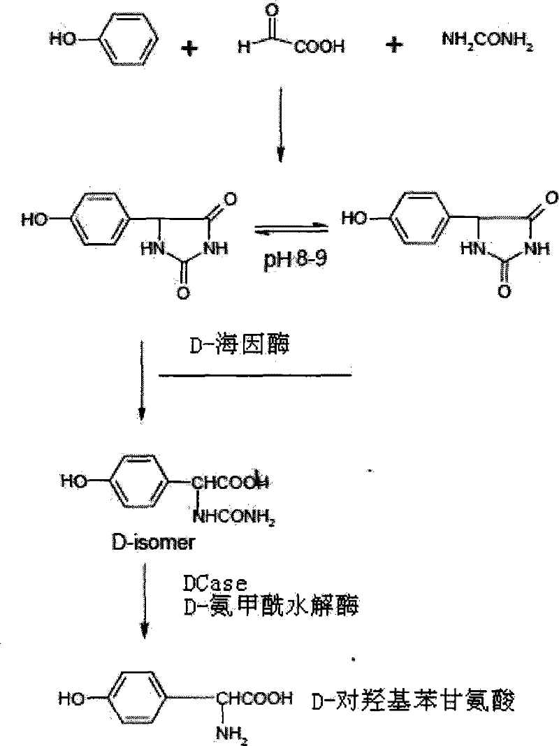 Mutant of D-carbamyl hydrolysis enzyme and application thereof