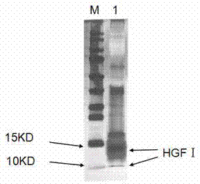 Foam distillation purification method