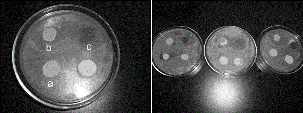 Method for separating and purifying antibacterial components in cumin essential oil