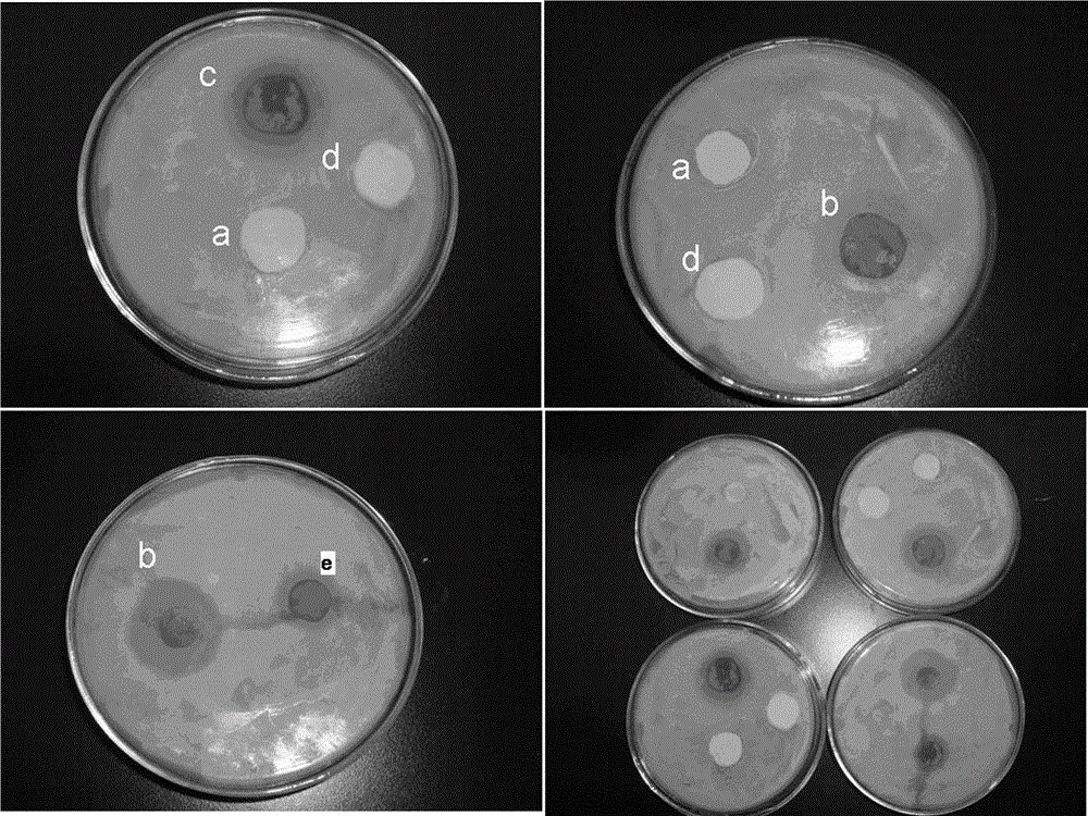 Method for separating and purifying antibacterial components in cumin essential oil